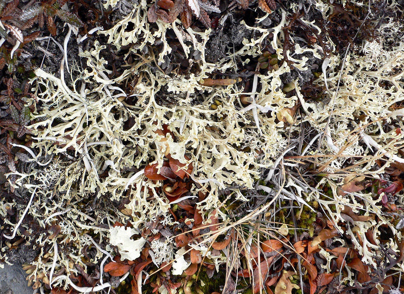 Image of familia Parmeliaceae specimen.