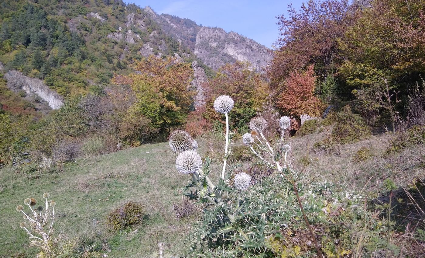 Image of Echinops pungens specimen.