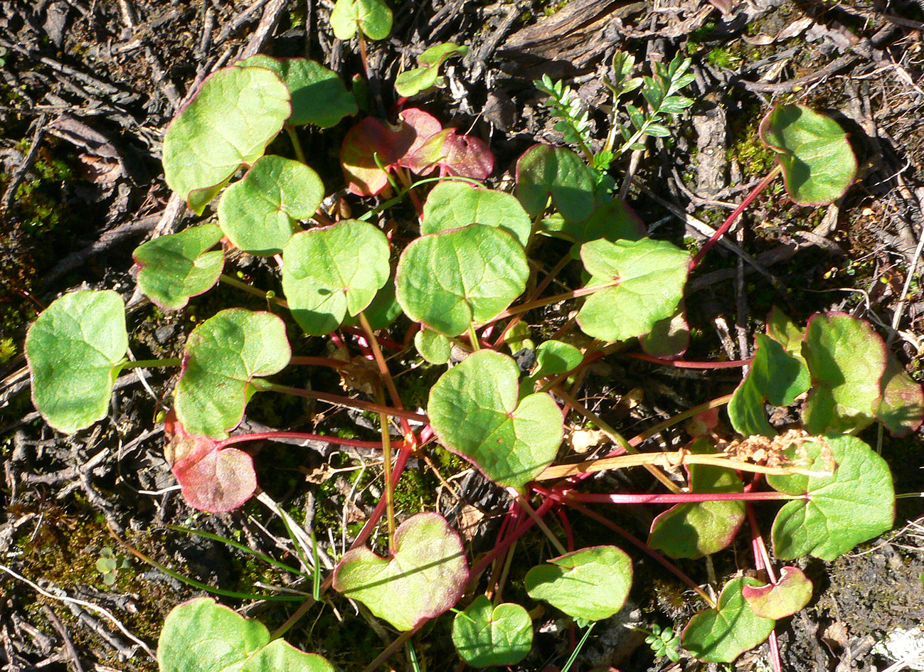 Image of Oxyria digyna specimen.