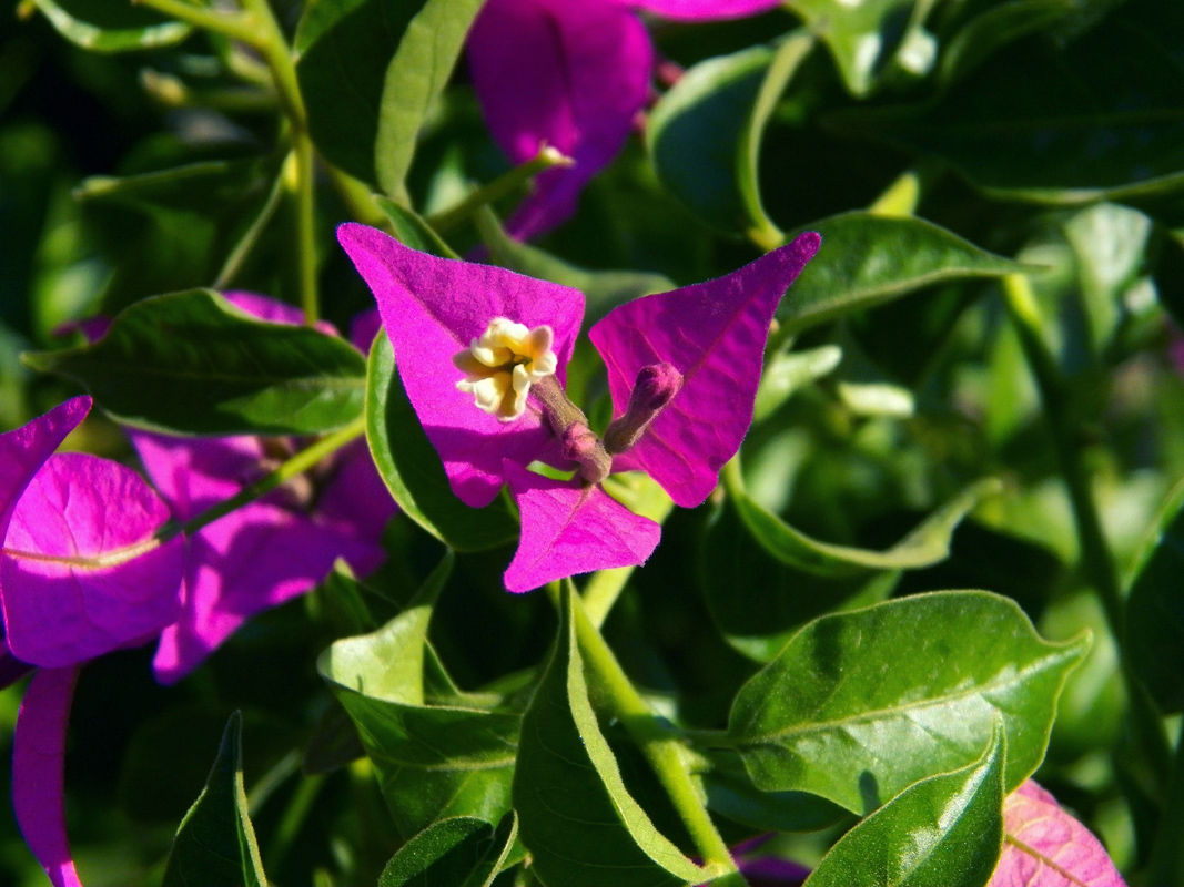 Изображение особи Bougainvillea spectabilis.