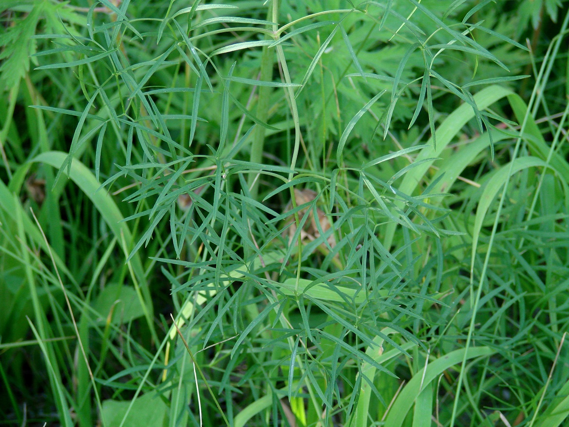 Image of Cenolophium fischeri specimen.