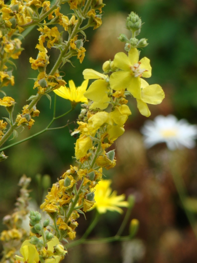 Изображение особи Verbascum oreophilum.