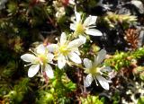 genus Saxifraga. Цветки. Чукотка, Билибинский р-н, напротив рудника Каральвеем, щебнистый склон сопки. 12.07.2018.