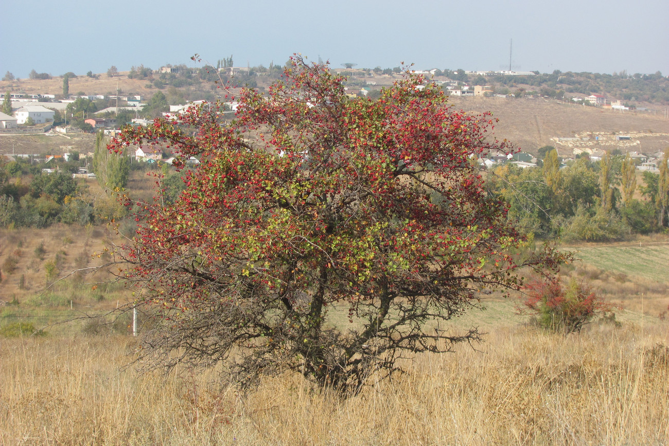 Image of Crataegus taurica specimen.