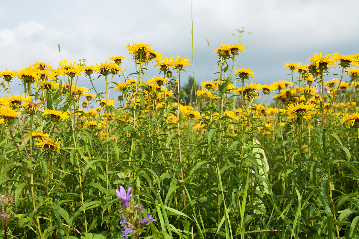 Image of Inula salicina specimen.
