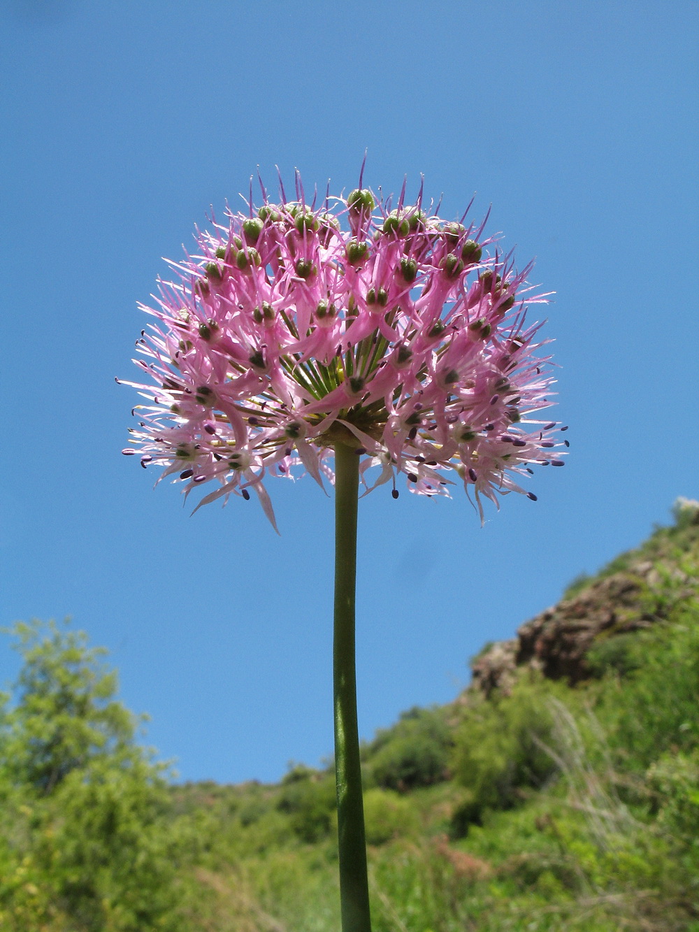 Изображение особи Allium fetisowii.