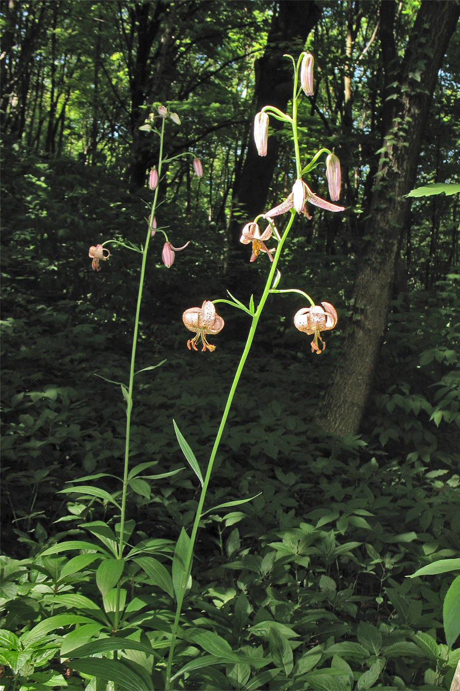 Image of Lilium martagon specimen.