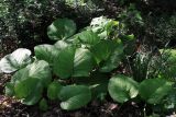 Trachystemon orientalis. Молодые вегетирующие растения. Краснодарский край, Туапсинский р-н, долина ручья Красный Водопад, широколиственный лес. 24.04.2013.