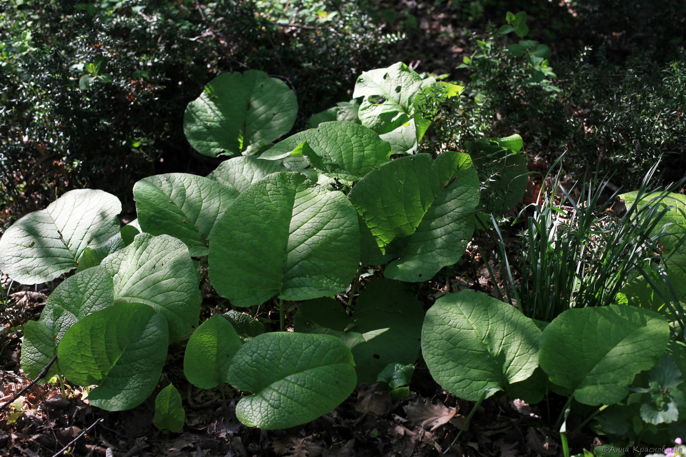 Изображение особи Trachystemon orientalis.