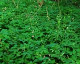Lilium martagon