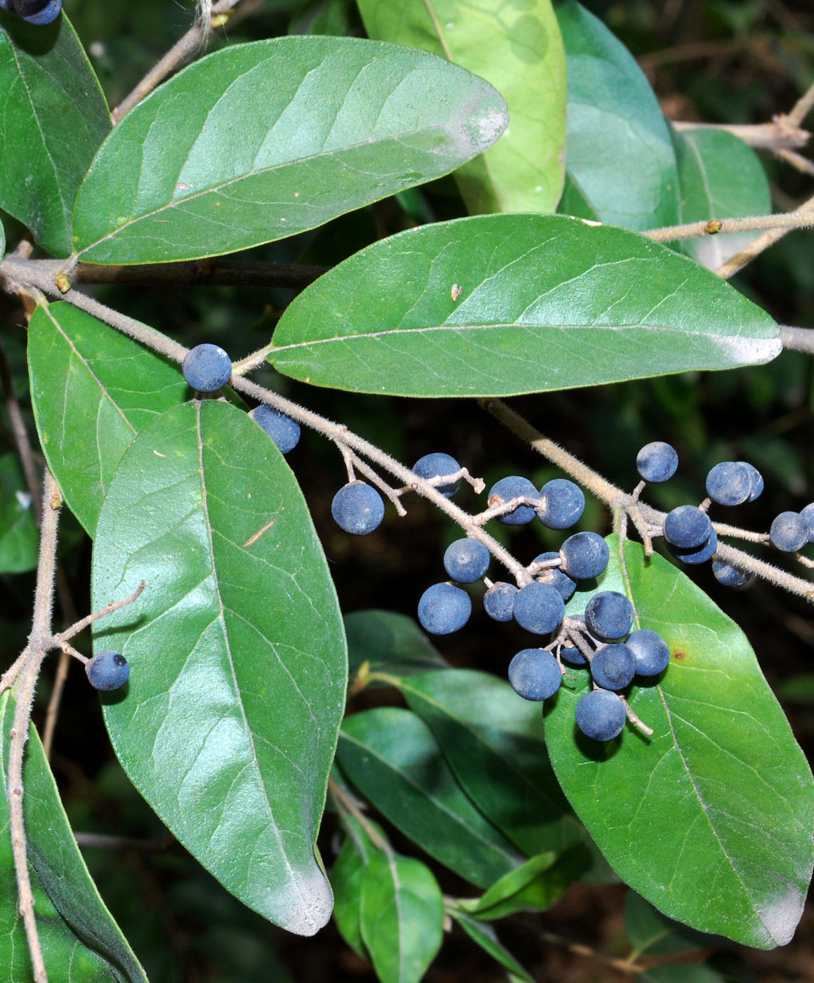 Image of genus Ligustrum specimen.