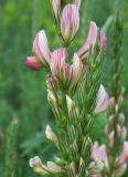 Onobrychis viciifolia