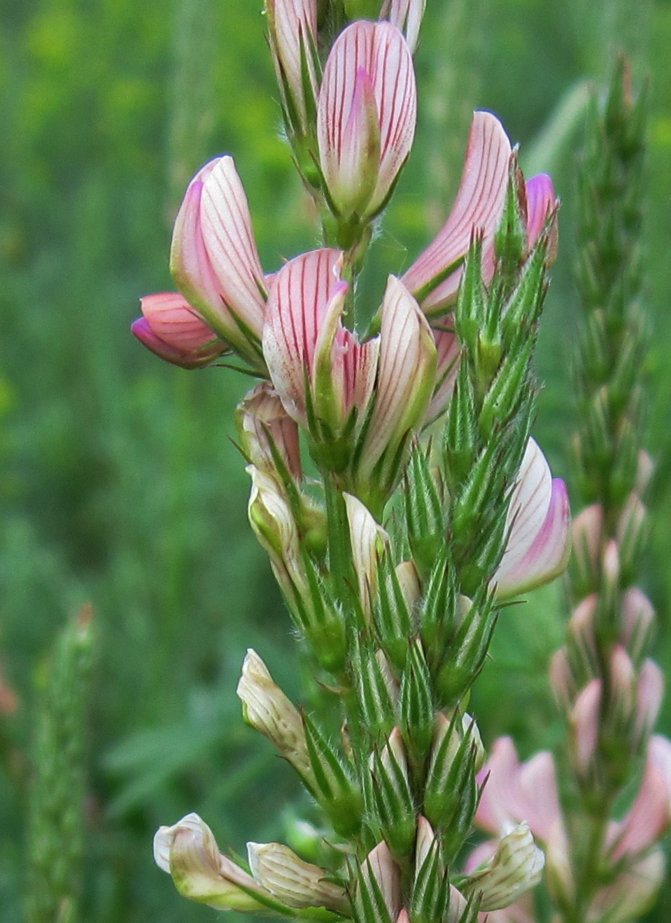 Image of Onobrychis viciifolia specimen.