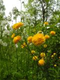 Ranunculus acris