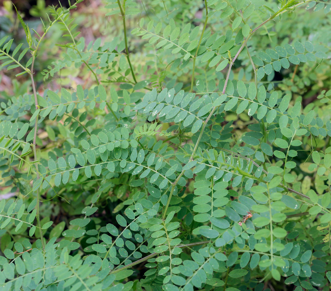 Image of Vicia sylvatica specimen.