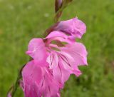 Gladiolus imbricatus