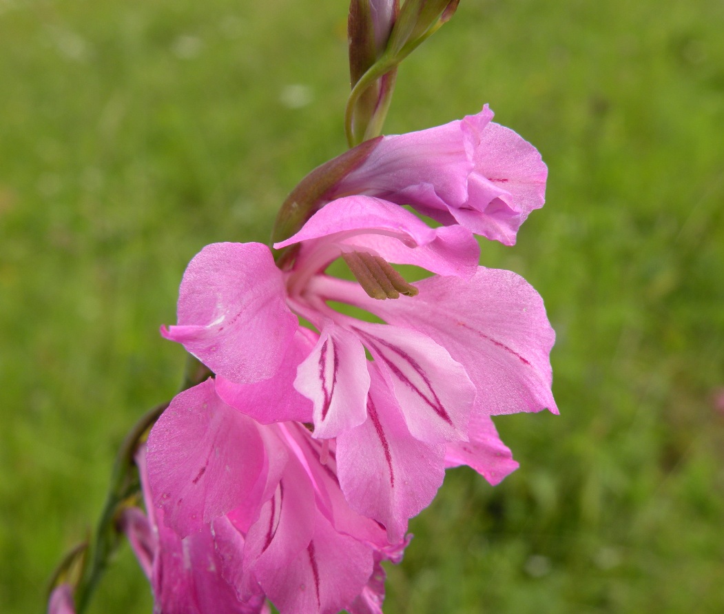 Изображение особи Gladiolus imbricatus.