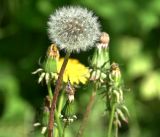 Taraxacum officinale. Созревшее соплодие. Московская обл., Раменский р-н, окр. дер. Хрипань, садовый участок. 18.05.2019.