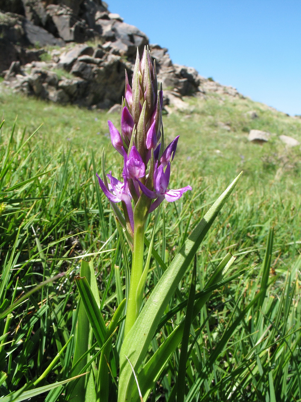 Изображение особи Dactylorhiza umbrosa.