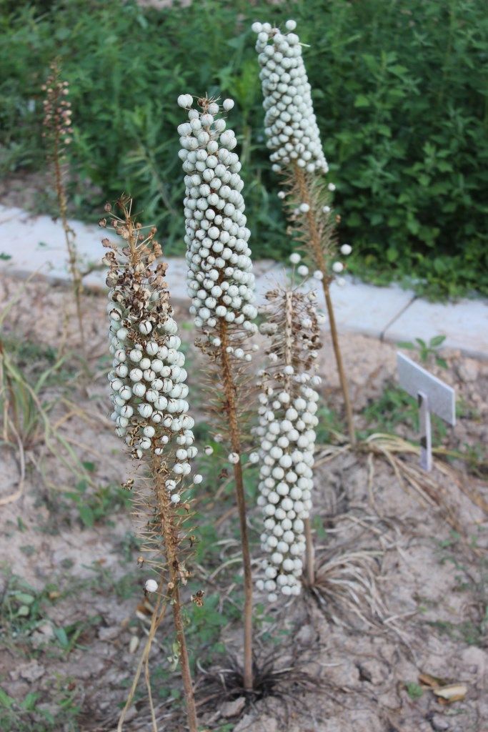 Image of Eremurus ambigens specimen.