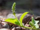 Veronica officinalis. Верхушка побега с соцветием. Ленинградская обл., Выборгский р-н, р. Вуокса, о. Тёмный, опушка соснового леса. 09.06.2019.