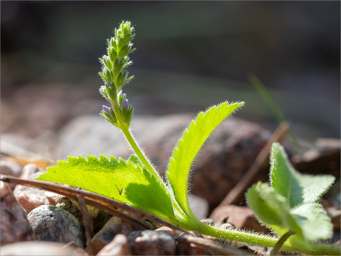 Изображение особи Veronica officinalis.