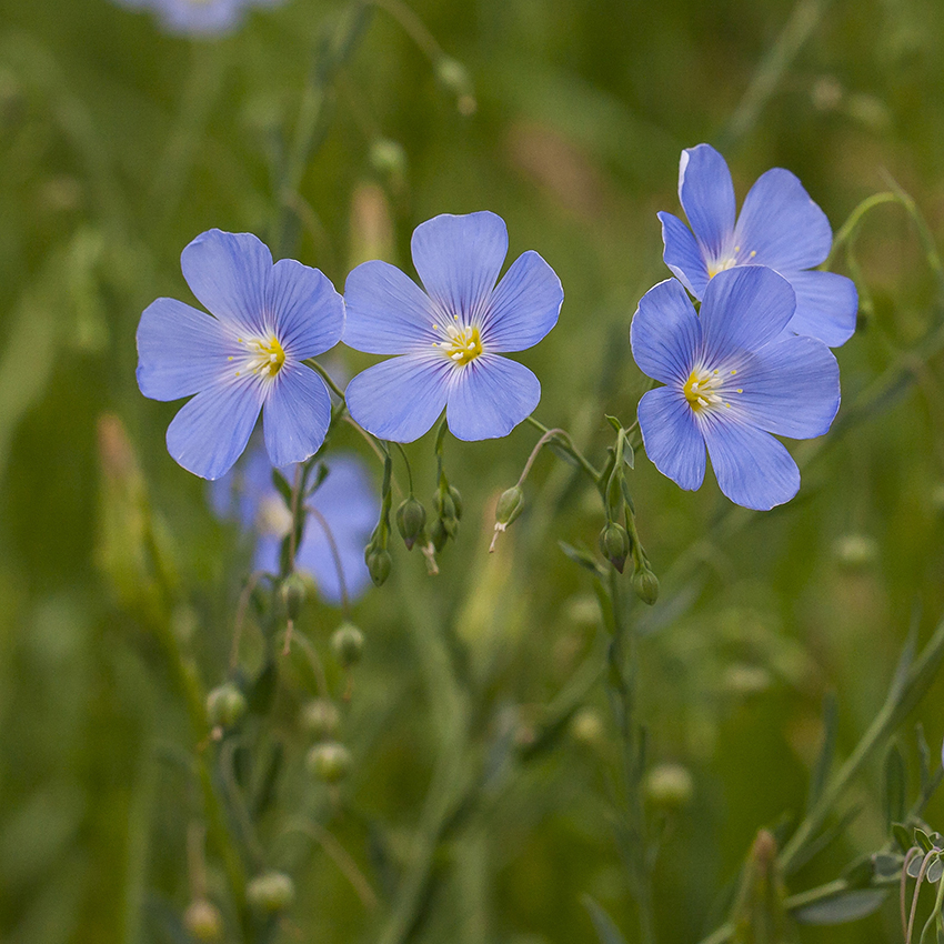 Изображение особи Linum austriacum.