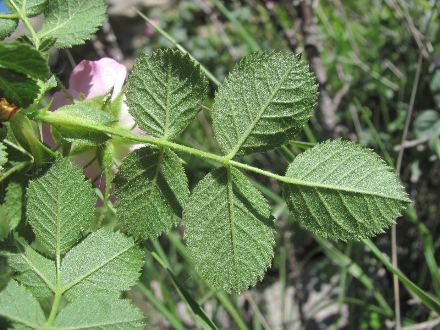 Image of Rosa pulverulenta specimen.