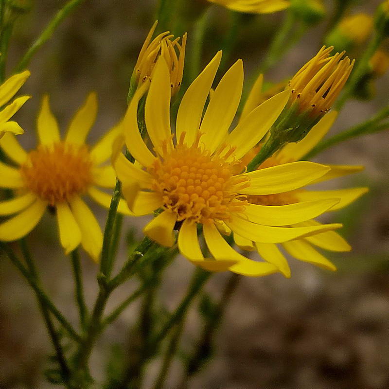 Изображение особи Senecio jacobaea.