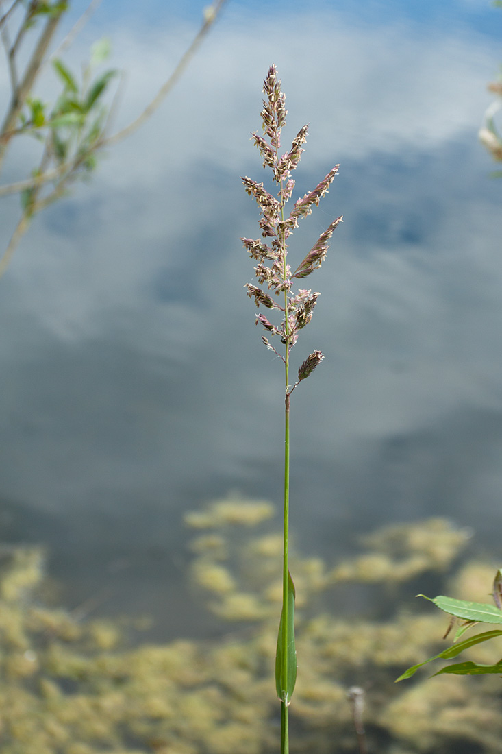 Изображение особи Phalaroides arundinacea.