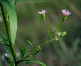 Erigeron uralensis