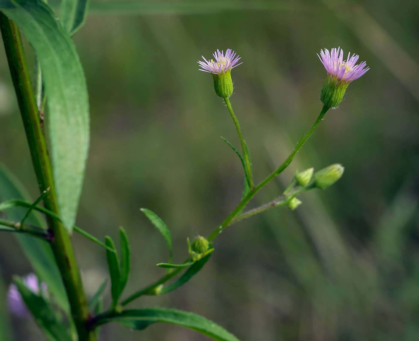 Image of Erigeron uralensis specimen.