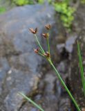 Juncus articulatus. Верхушка плодоносящего растения. Кабардино-Балкария, Эльбрусский р-н, окр. г. Тырныауз, ок. 1300 м н.у.м., скальный выход, сырое место. 05.07.2019.