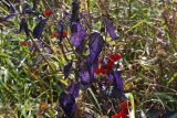 Solanum dulcamara