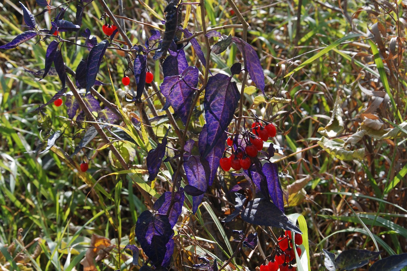 Изображение особи Solanum dulcamara.