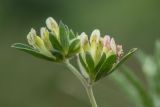 Anthyllis biebersteiniana. Верхушка цветущего растения. Краснодарский край, Мостовский р-н, ур. Бароновы поляны, субальпийский луг. 11.06.2019.