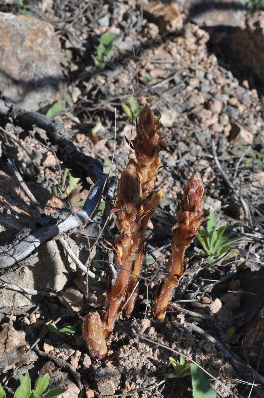 Image of genus Orobanche specimen.