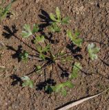 Ranunculus sceleratus