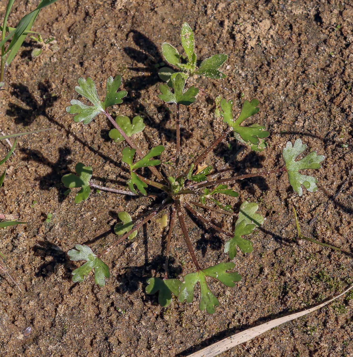 Изображение особи Ranunculus sceleratus.