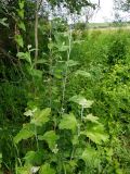 Populus × canescens