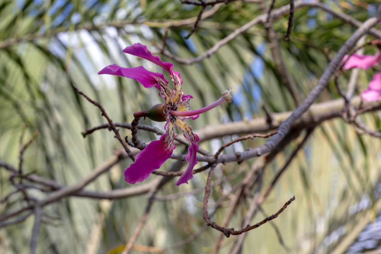 Изображение особи Ceiba speciosa.