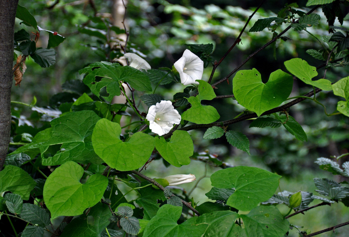 Image of Calystegia silvatica specimen.