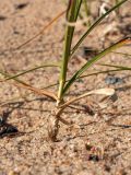 Carex arenaria