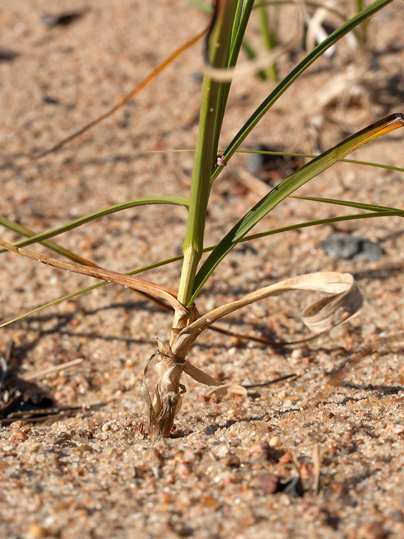 Изображение особи Carex arenaria.