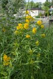 Lysimachia vulgaris. Цветущие растения в сообществе с Carex и цветущей Urtica dioica. Финляндия, г. Савонлинна, парк напротив крепости Олавинлинна, берег озера. 13.07.2019.