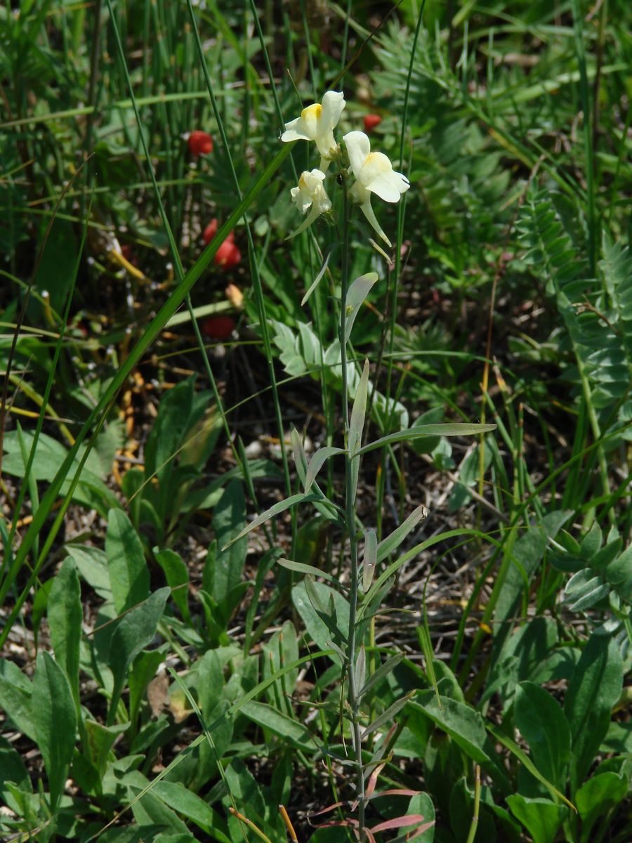 Изображение особи Linaria melampyroides.