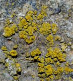 Candelariella vitellina