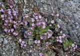 Androsace sajanensis