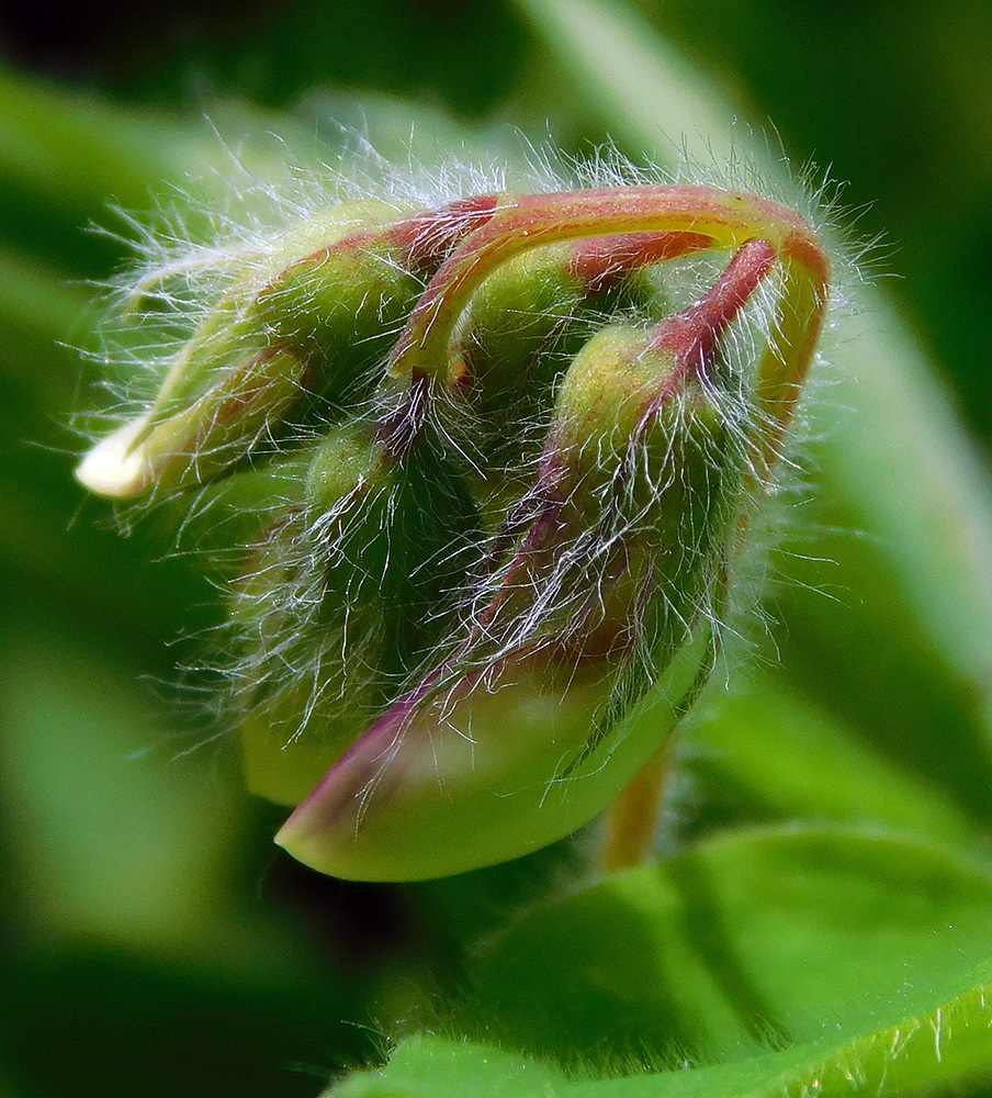 Изображение особи Lathyrus laxiflorus.