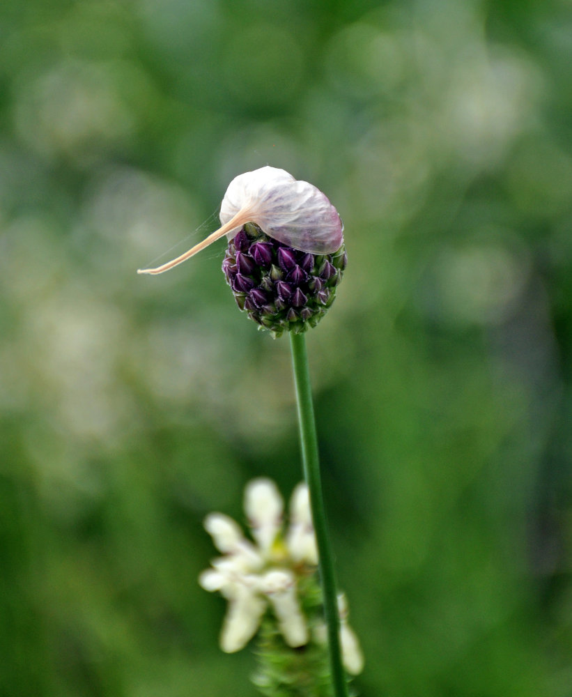 Image of Allium rotundum specimen.